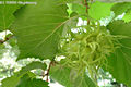 Corylus colurna L. - Trk mogyor