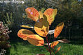 Cotinus coggygria Scop. - Cserszmrce