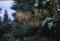 Cotinus coggygria Scop. - Cserszmrce