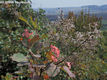 Cotinus coggygria Scop. - Cserszmrce