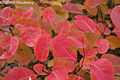 Cotinus coggygria Scop. - Cserszmrce