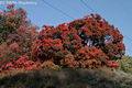 Cotinus coggygria Scop. - Cserszmrce