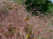 Cotinus coggygria Scop. - Cserszmrce