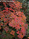 Cotinus coggygria Scop. - Cserszmrce