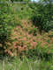 Cotinus coggygria Scop. - Cserszmrce