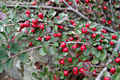 Cotoneaster horizontalis Decaisne - Kerti madrbirs