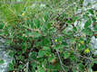 Cotoneaster integerrimus Medic. - Piros madrbirs