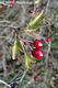 Crataegus monogyna Jacq. - Egybibs galagonya