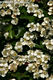 Crataegus monogyna Jacq. - Egybibs galagonya