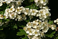 Crataegus monogyna Jacq. - Egybibs galagonya