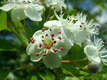 Crataegus monogyna Jacq. - Egybibs galagonya