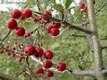 Crataegus monogyna Jacq. - Egybibs galagonya