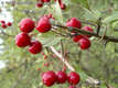 Crataegus monogyna Jacq. - Egybibs galagonya