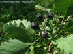 Crataegus nigra W. et K. - Fekete galagonya