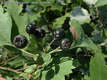 Crataegus nigra W. et K. - Fekete galagonya