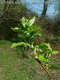 Crataegus nigra W. et K. - Fekete galagonya