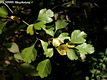 Crataegus oxyacantha L. - Cseregalagonya