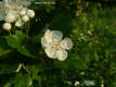 Crataegus oxyacantha L. - Cseregalagonya