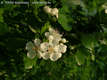 Crataegus oxyacantha L. - Cseregalagonya