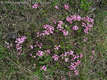 Daphne cneorum L. - Henye boroszln