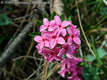 Daphne cneorum L. - Henye boroszln