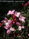 Daphne cneorum L. - Henye boroszln