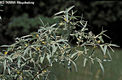 Elaeagnus angustifolia L. - Keskenylevel ezstfa