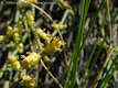 Ephedra distachya L. - Csikfark