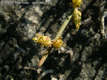 Ephedra distachya L. - Csikfark