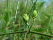 Ephedra distachya L. - Csikfark