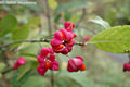 Euonymus europaeus L. - Cskos kecskerg