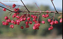 Euonymus europaeus L. - Cskos kecskerg