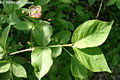 Euonymus verrucosus Scop. - Bibircses kecskerg