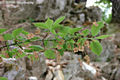 Euonymus verrucosus Scop. - Bibircses kecskerg