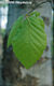 Fagus sylvatica L. - Bkk