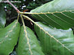 Fagus sylvatica L. - Bkk