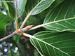 Fagus sylvatica L. - Bkk