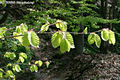 Fagus sylvatica L. - Bkk