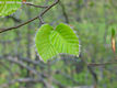 Fagus sylvatica L. - Bkk