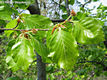 Fagus sylvatica L. - Bkk