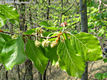 Fagus sylvatica L. - Bkk