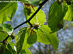 Fagus sylvatica L. - Bkk