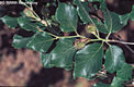 Fagus sylvatica L. - Bkk