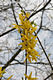 Forsythia suspensa (Thunb.) Vahl - Bkol aranyfa