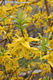 Forsythia suspensa (Thunb.) Vahl - Bkol aranyfa