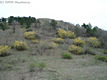 Forsythia suspensa (Thunb.) Vahl - Bkol aranyfa