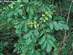 Fraxinus angustifolia Vahl subsp. pannonica So et Simon - Magyar kris