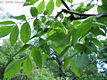 Fraxinus pennsylvanica Marsh. - Vrs kris