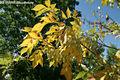 Fraxinus pennsylvanica Marsh. - Vrs kris