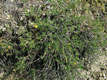 Fumana procumbens (Dun.) Gren. et Godr. - Naprzsa